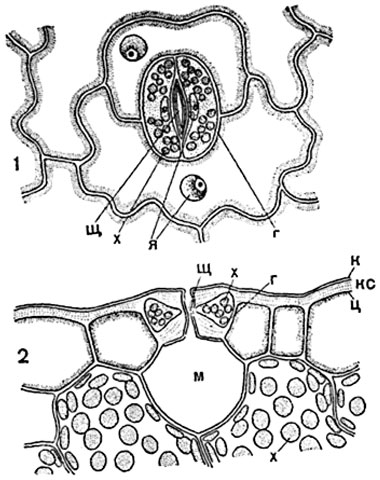 . 91.       (  Thymus):