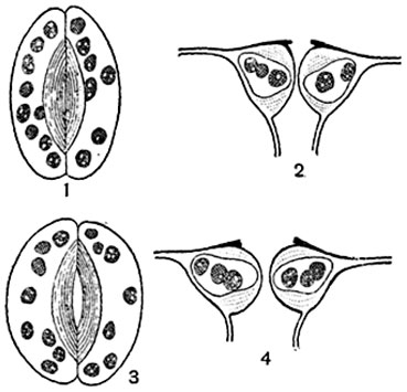 . 92.            (Beta vulgaris):