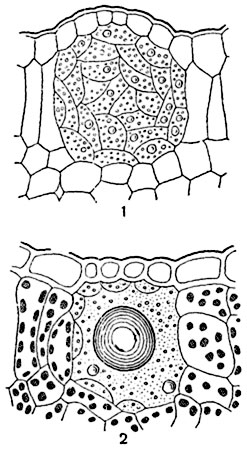 .  111.       (Dictamnus fraxinella)     :