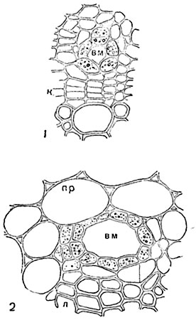 .  112.        ( )    (Hedera helix),         :