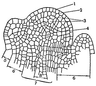 .  121.         (Mercurialis annua):