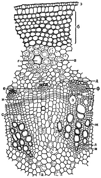 . 123.         (Boehmeria argentea,   )      :