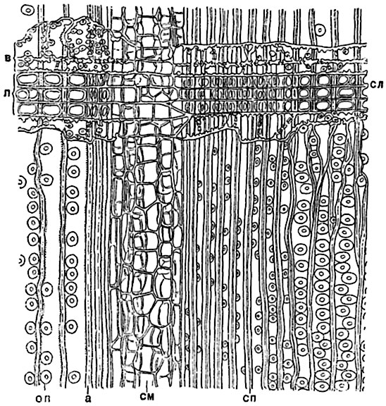 .  136.                (Pinus silvestris):