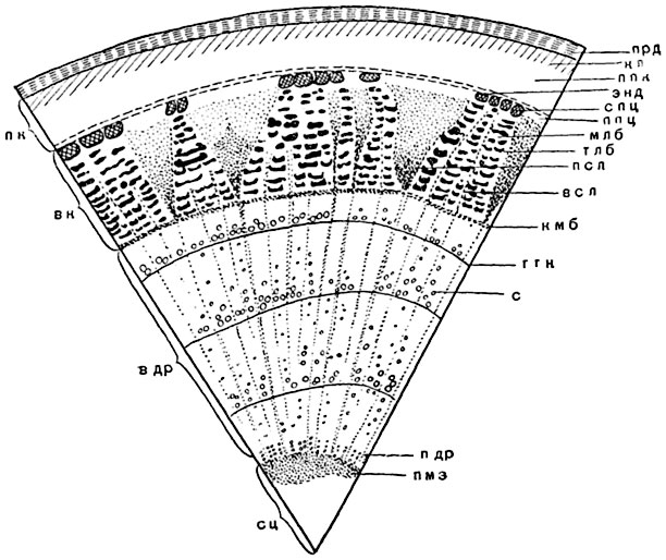 .   142.        (Tilia cordata):