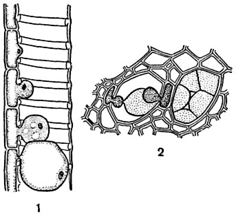 . 143.    (   Robinia pseudacacia):