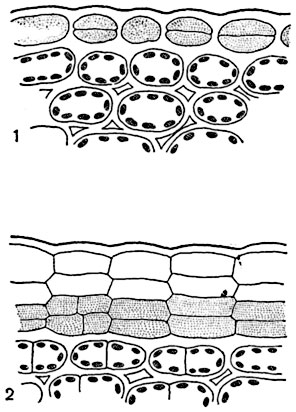 . 149.    ()     (Scutellaria splendens,   );    :