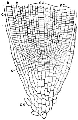 .  160.       (Hordeum vulgare):