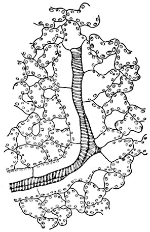 .  177.              (Impatiens parviflora).