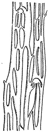 . 184.           ( )  Stenochlaena tenuifolia.
