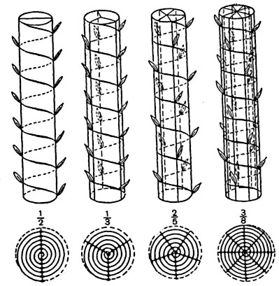 . 227.    1/2, 1/3, 2/5,  3/8.