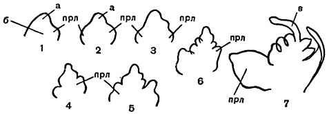 . 230.      (Vicia faba) (1-7):