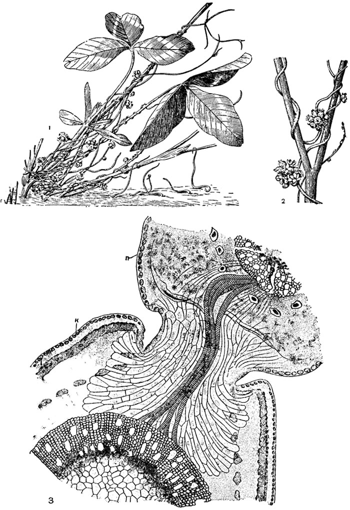 ���. 243. ��������: