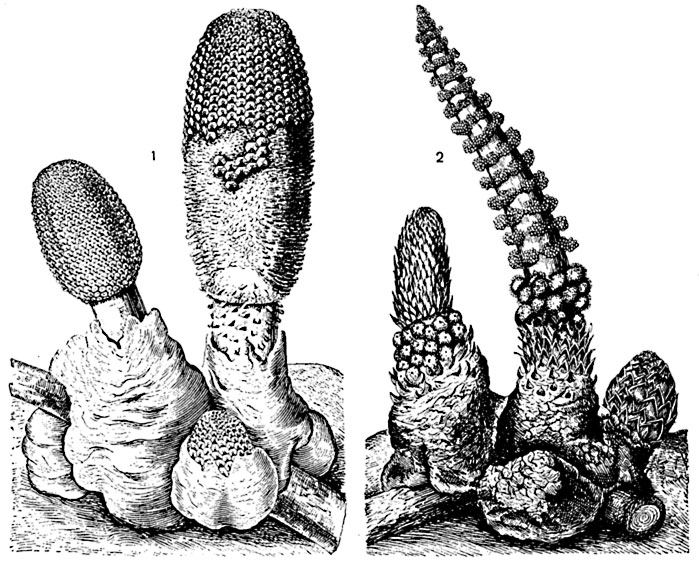 ���. 244. �������������, �������������� �� ������: