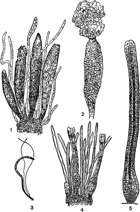 ���. 258. ������� ������ �  ����: