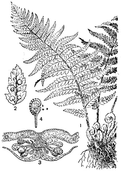 . 260.   (Dryopteris filix-mas):