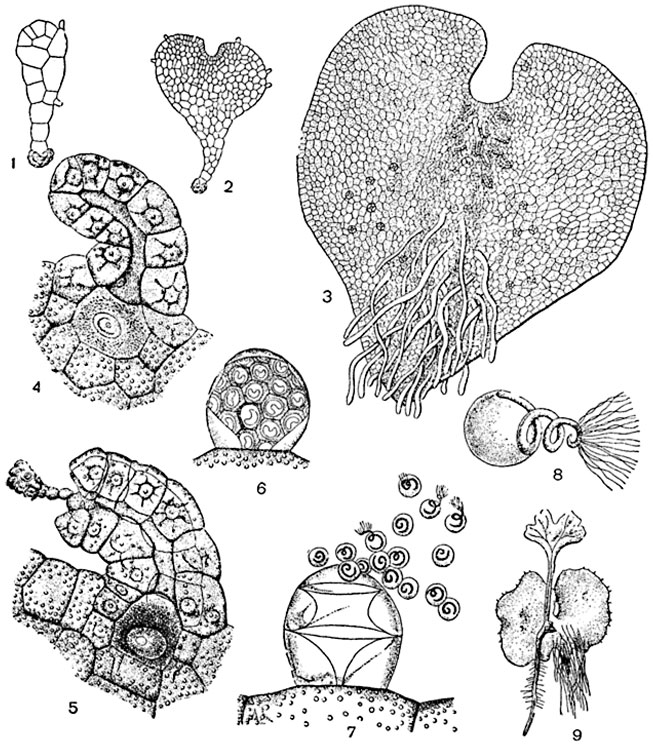 . 261.   (Dryopteris filix-mas):