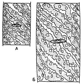 .  18.   Spirogyra  bellis,                .  .   :