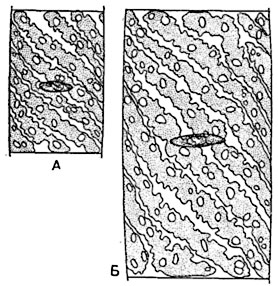 .  18.   Spirogyra  bellis,                .  .   :