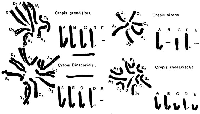 . 22.        (Crepis).  -      (),     -     .