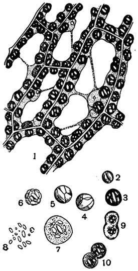 .  30.           Funaria   hydrometrica: