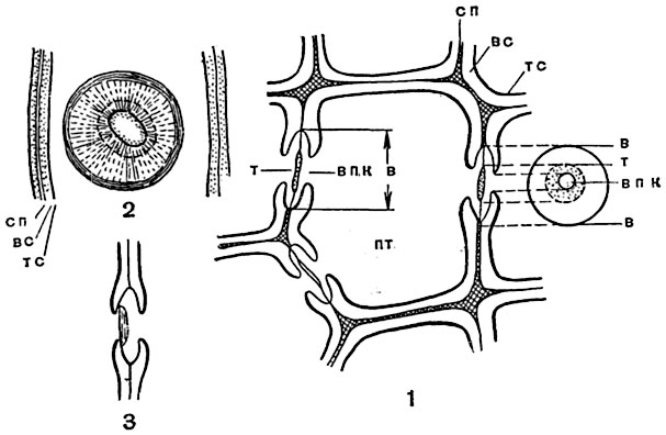 . 67.        (Pinus silvestris),  :