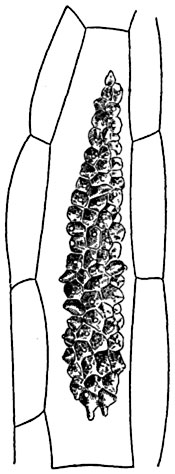 . 73.        Sanchezia    sp. (      ).